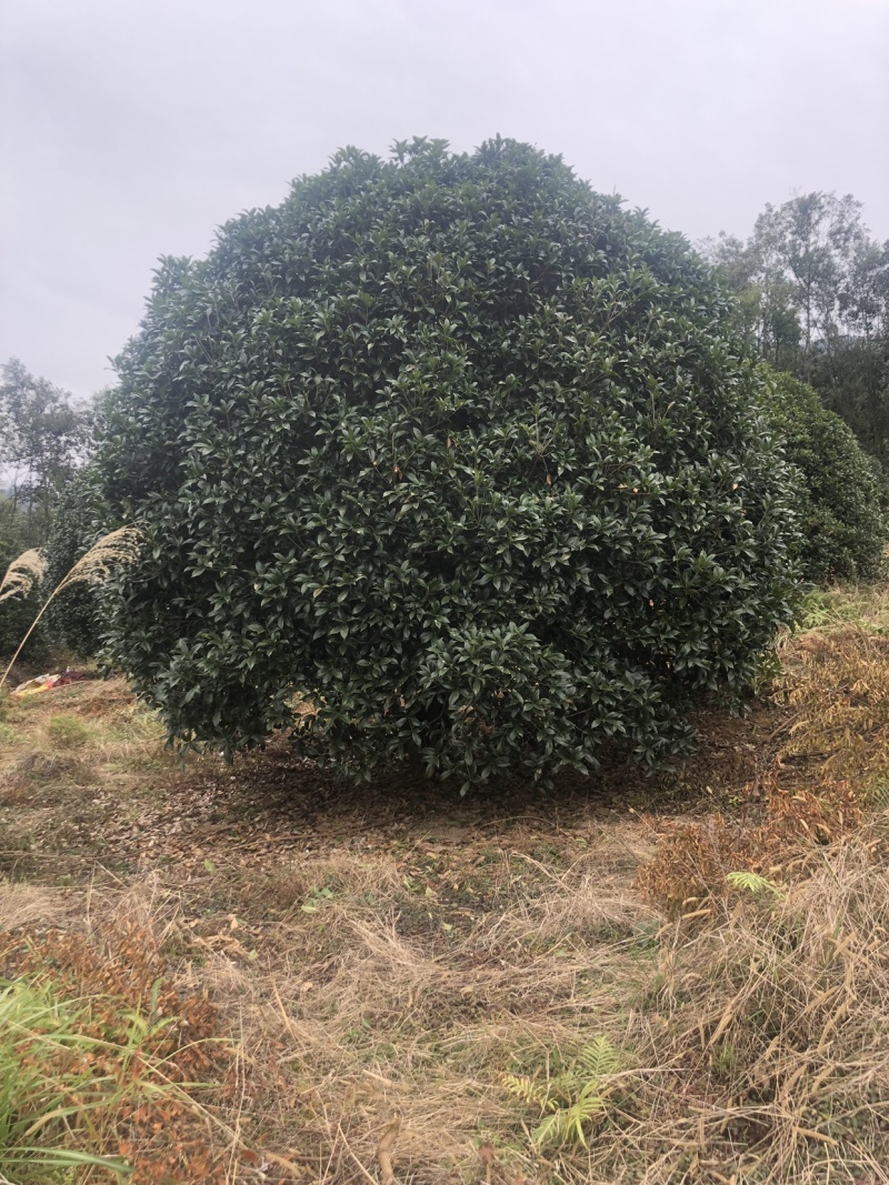 桂花，大量供应各种规格桂花，容器苗，