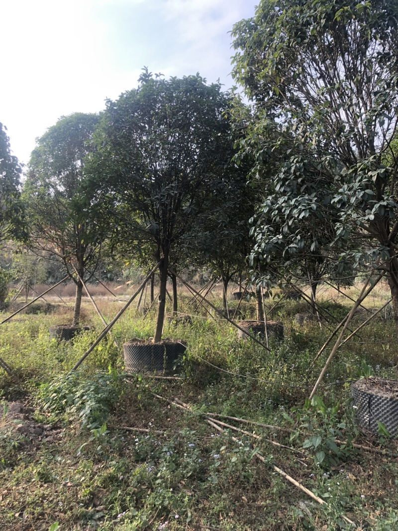 桂花，大量供应各种规格桂花，容器苗，