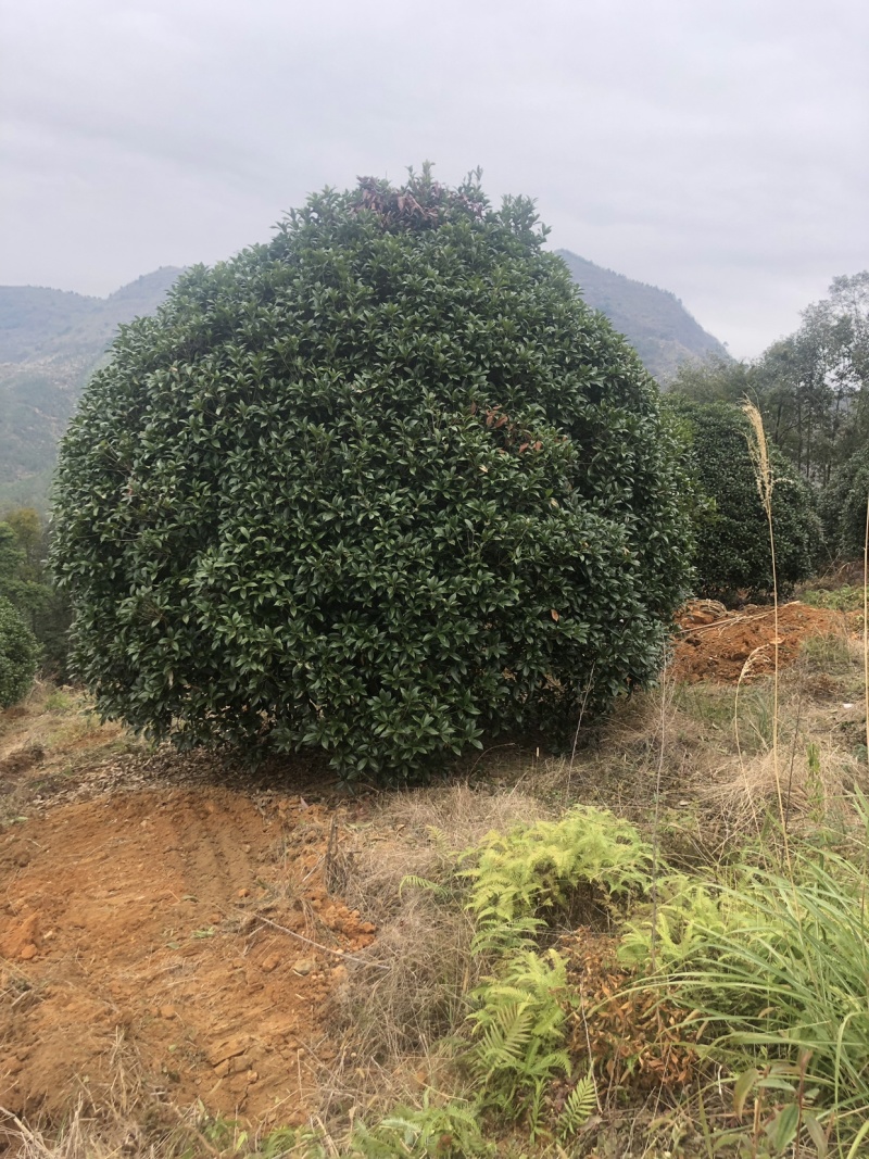 桂花，大量供应各种规格桂花，容器苗，