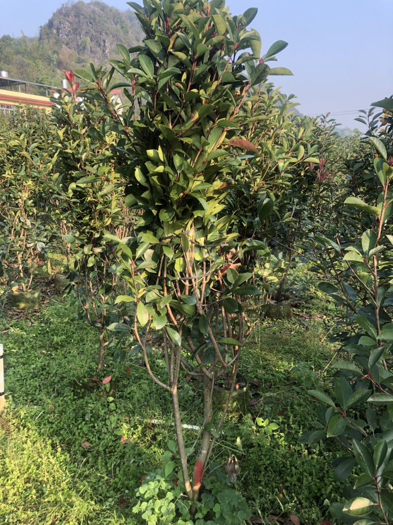 红叶石楠球，红叶石楠篱笆苗袋苗