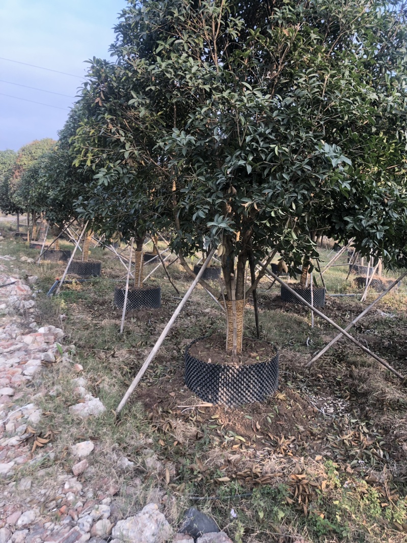 桂花，精品桂花，容器桂花