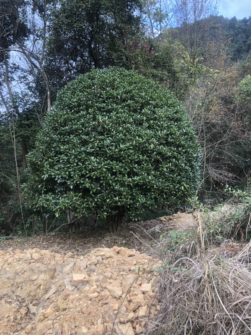 桂花，精品桂花，容器桂花