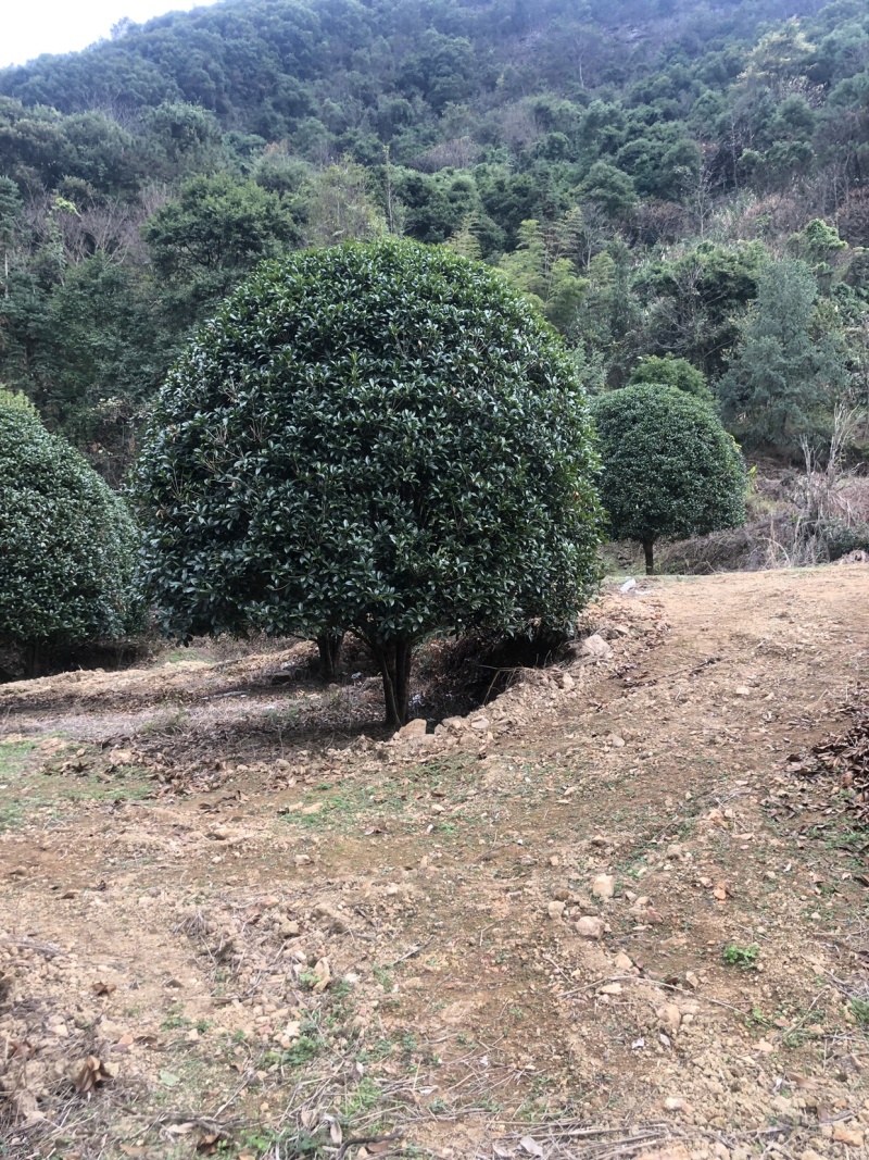 桂花，精品桂花，容器桂花