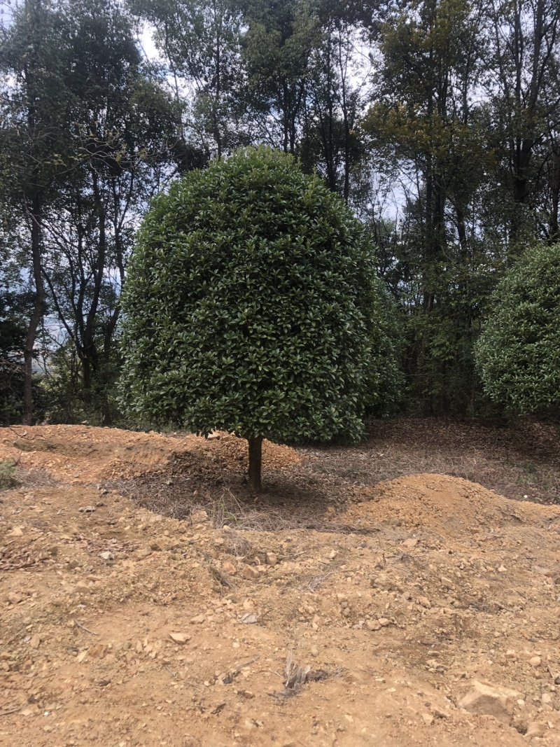 桂花，精品桂花，容器桂花