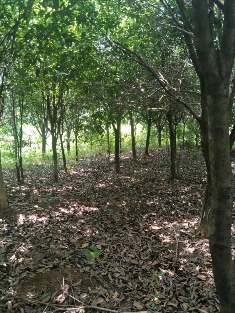 占地桂花，大量供应各种规格占地桂花