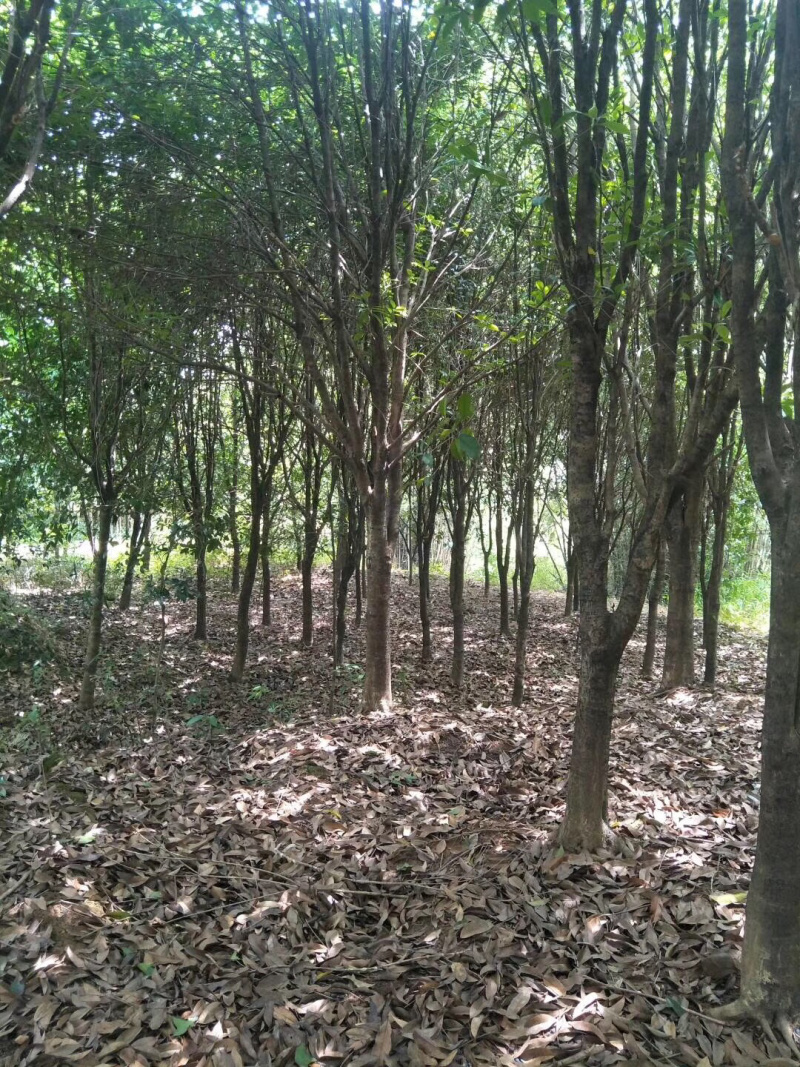 占地桂花，大量供应各种规格占地桂花