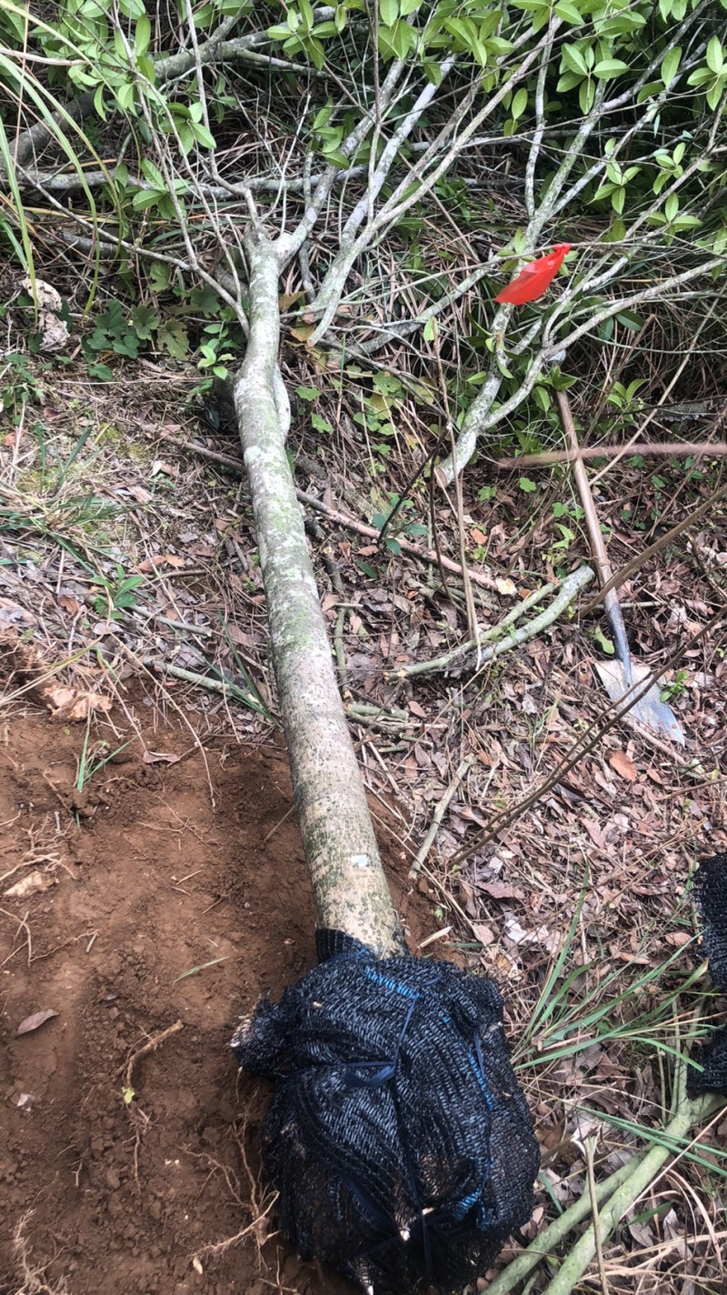 占地桂花，大量供应各种规格占地桂花