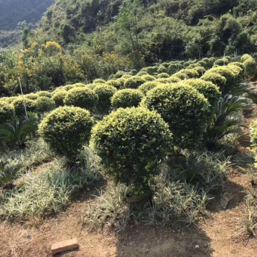 小叶女贞球，各种规格出售