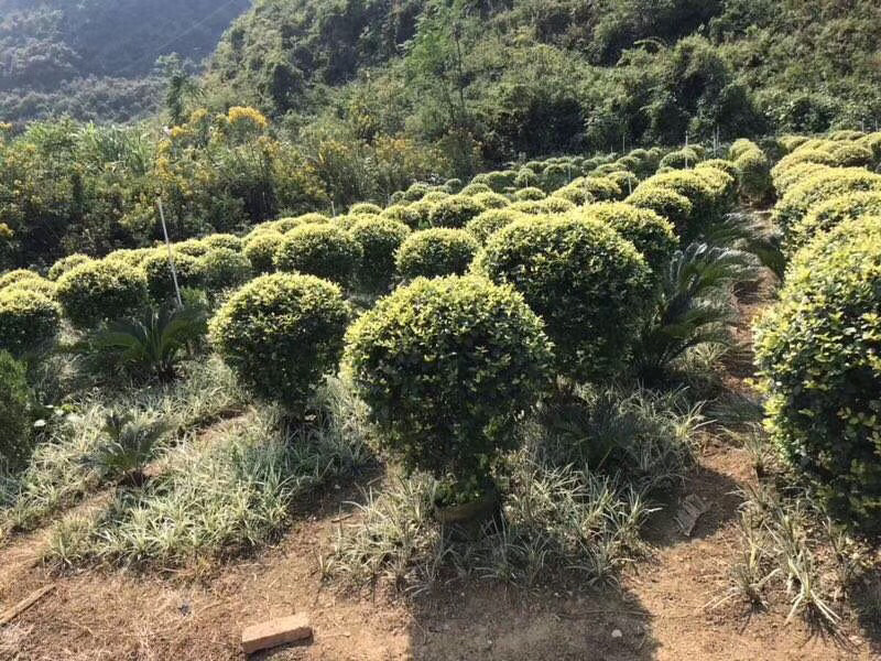 小叶女贞球，各种规格出售