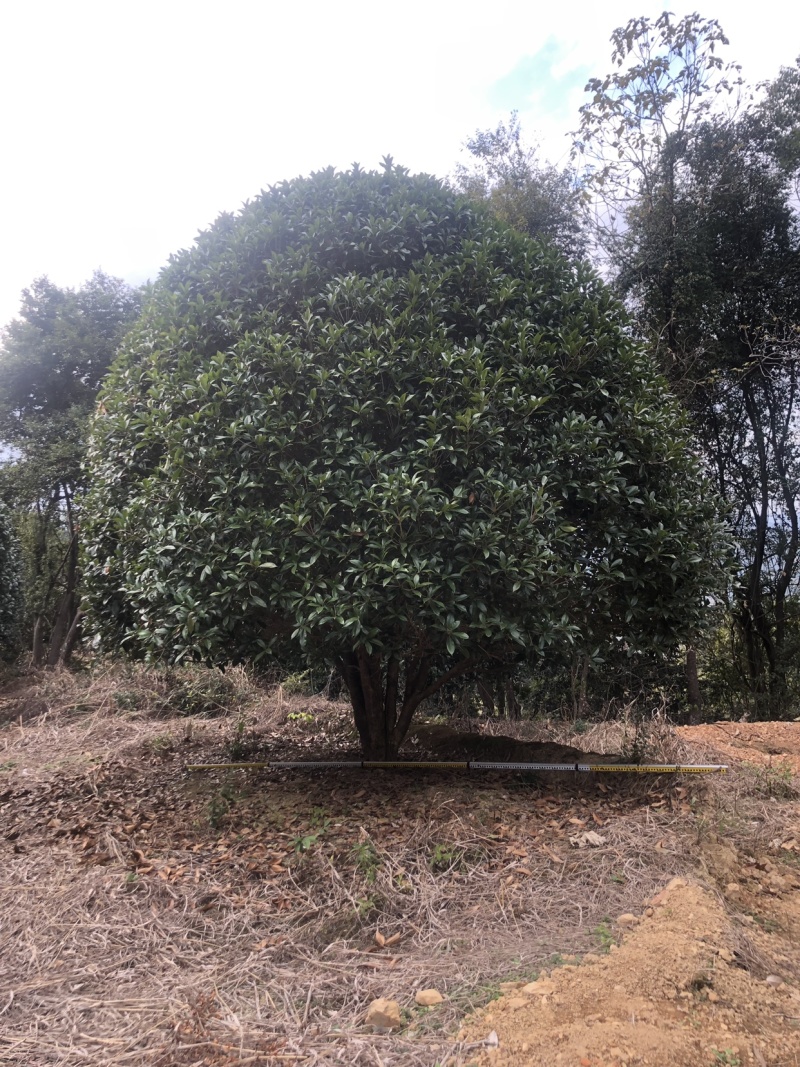 桂花树，八月桂，精品桂花