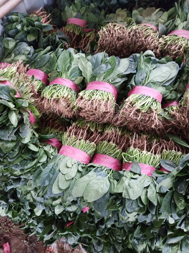 精品菠菜大量上市，欢迎全国各地新老客户前来收购