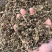 仙鹤草中药材新鲜晒干仙鹤草无硫干货中草药一公斤起批