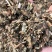 仙鹤草中药材新鲜晒干仙鹤草无硫干货中草药一公斤起批