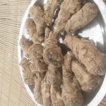 甘肃省渭源县精品当归头货量多价格优惠欢迎咨询订购
