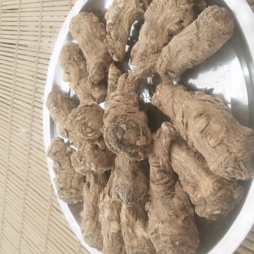 甘肃省渭源县精品当归头货量多价格优惠欢迎咨询订购