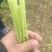 优质茼蒿菜潍坊茼蒿菜产地一手货源，小工齐全现割现装车