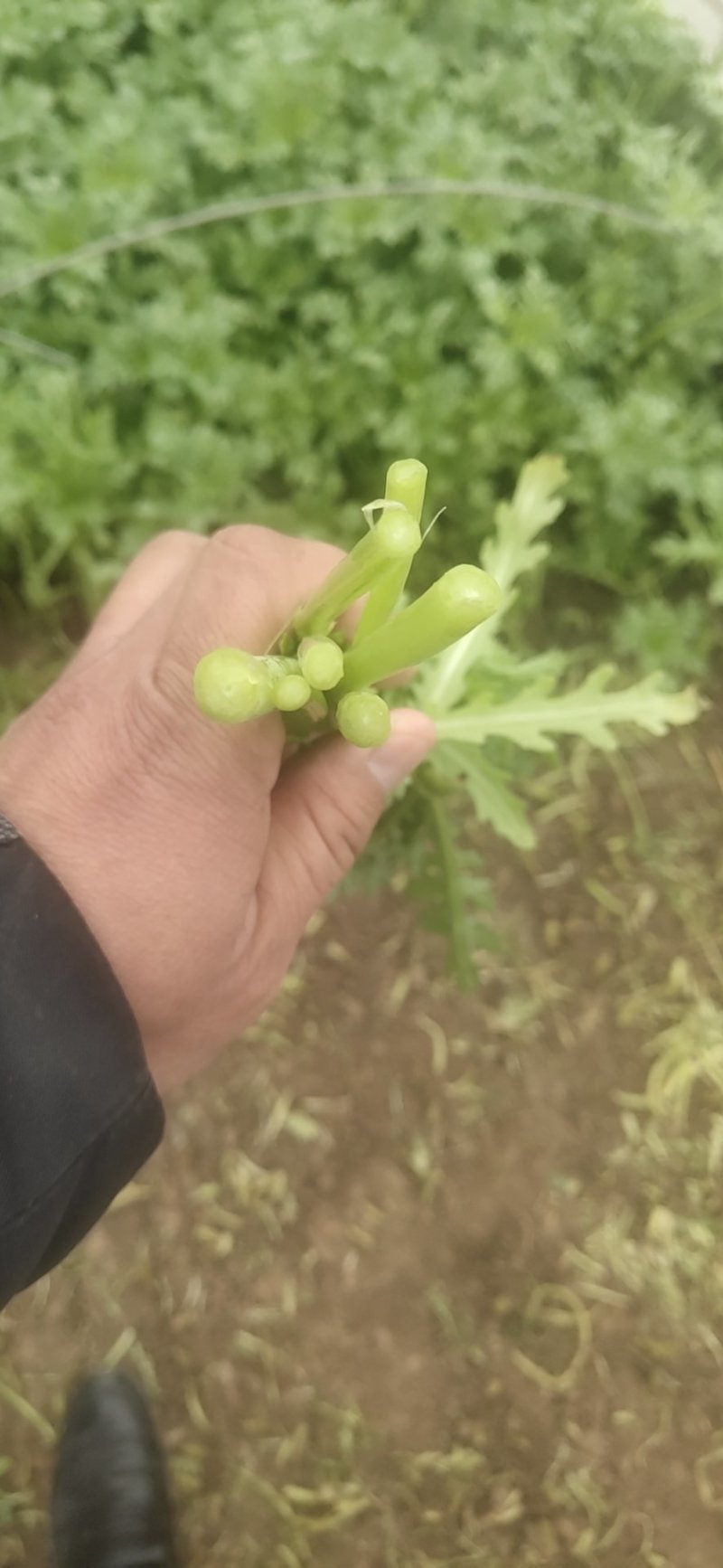 优质茼蒿菜潍坊茼蒿菜产地一手货源，小工齐全现割现装车