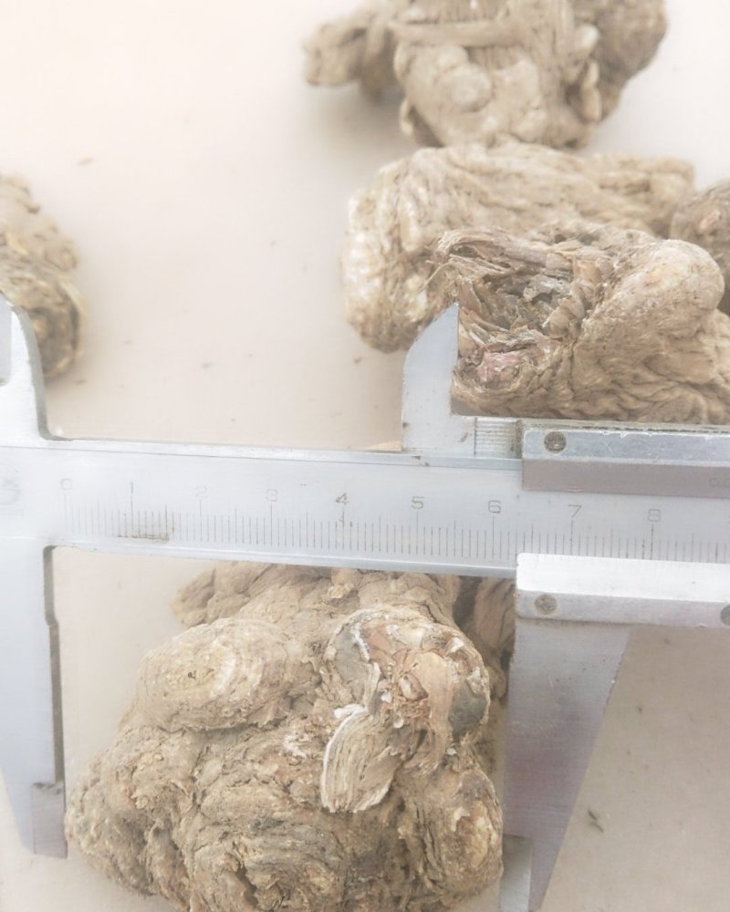 甘肃省渭源县精品当归头货量多价格优惠欢迎咨询订购
