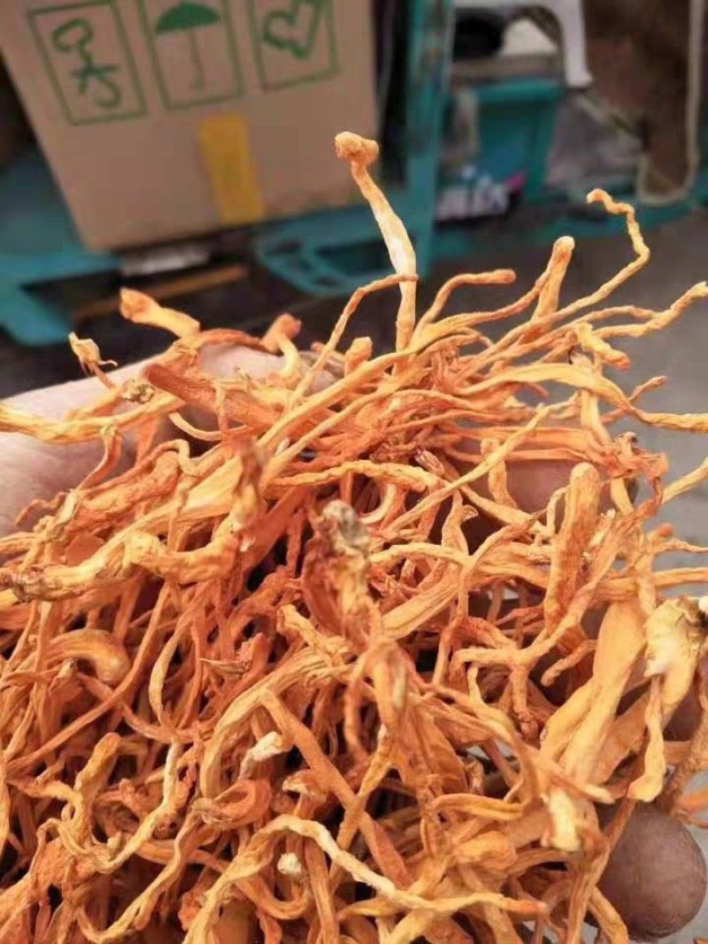 虫草花湿虫草花金北蛹虫草菇孢子头菌类煲汤食材