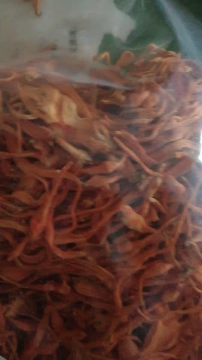 虫草花湿虫草花金北蛹虫草菇孢子头菌类煲汤食材