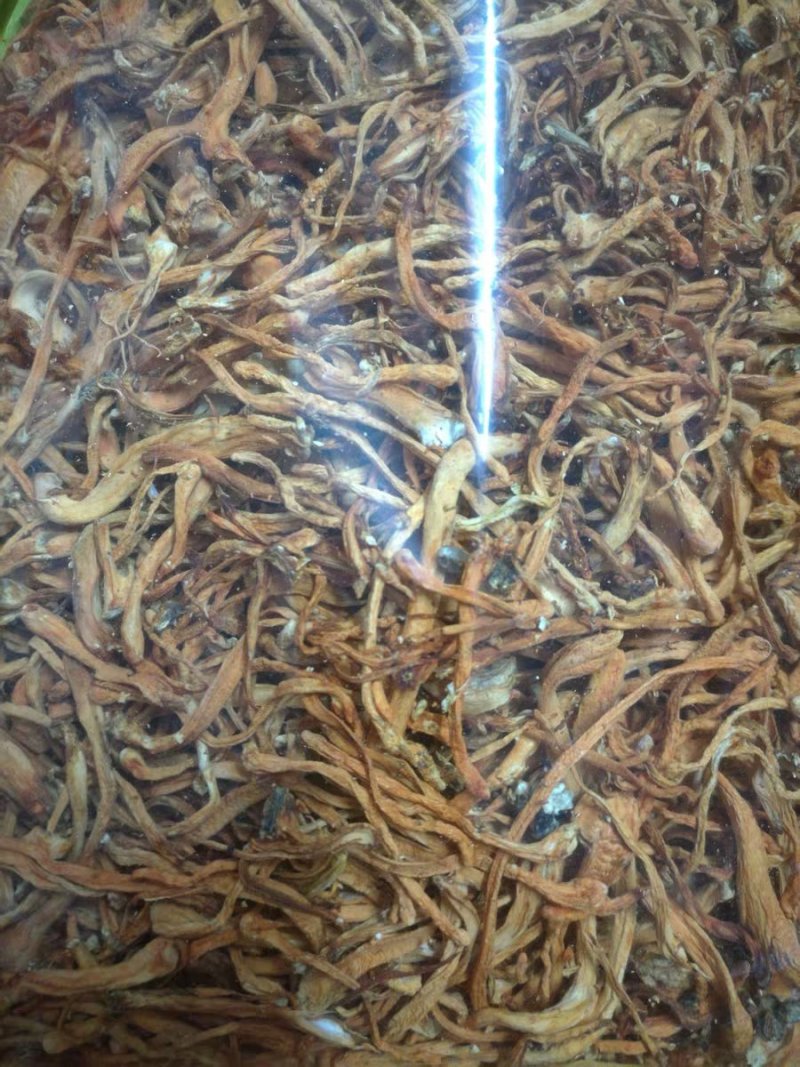 虫草花湿虫草花金北蛹虫草菇孢子头菌类煲汤食材