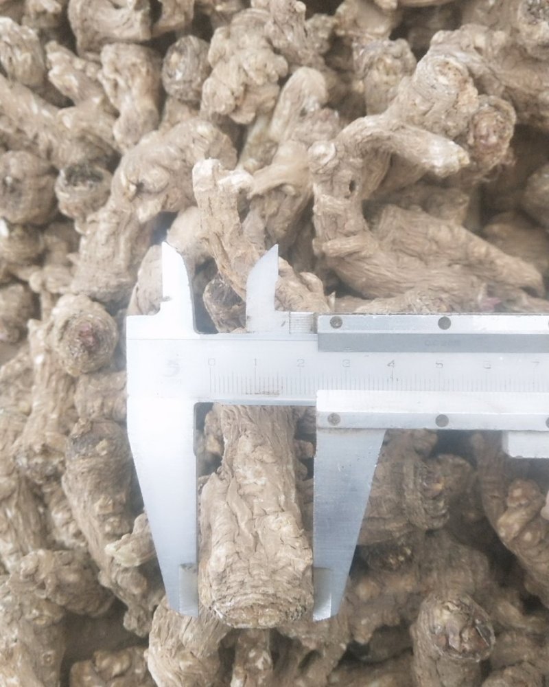 甘肃省渭源县精品当归头货量多价格优惠欢迎咨询订购