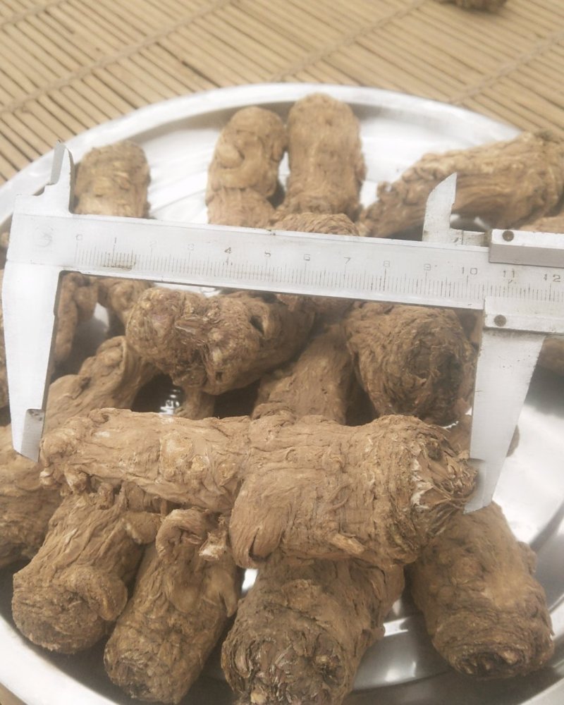 甘肃省渭源县精品当归头货量多价格优惠欢迎咨询订购