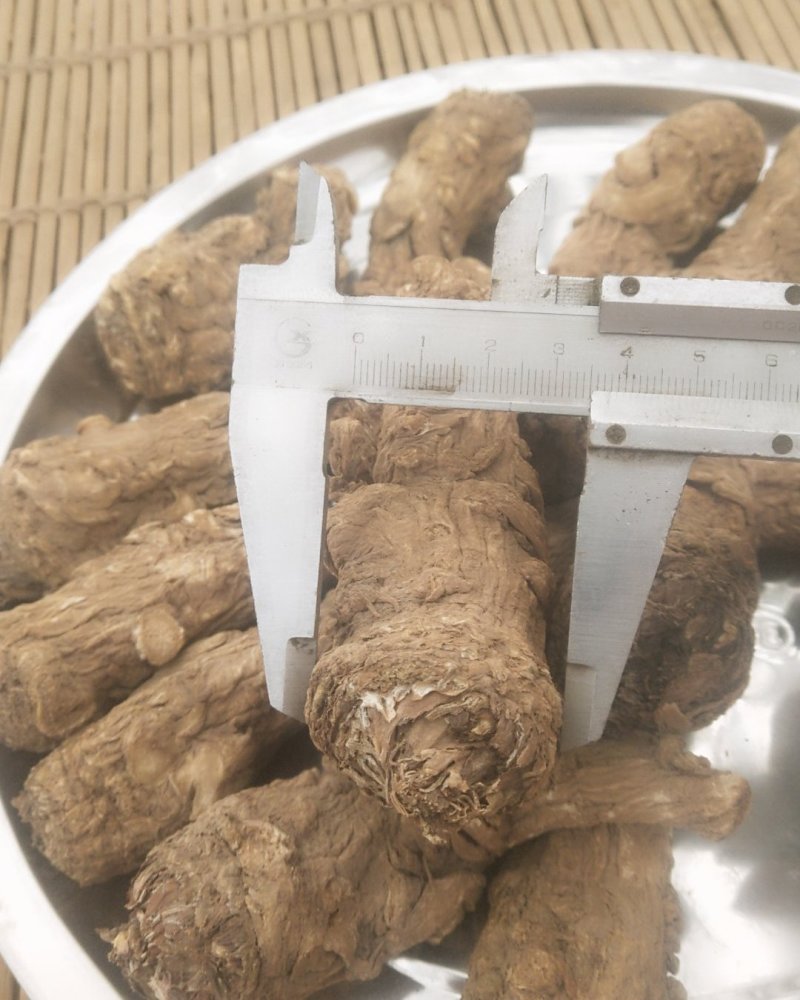 甘肃省渭源县精品当归头货量多价格优惠欢迎咨询订购