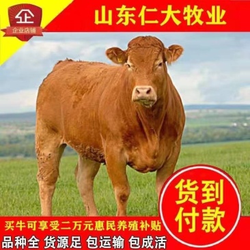 鲁西黄牛犊品质保证,厂家直销,专注养牛三十年