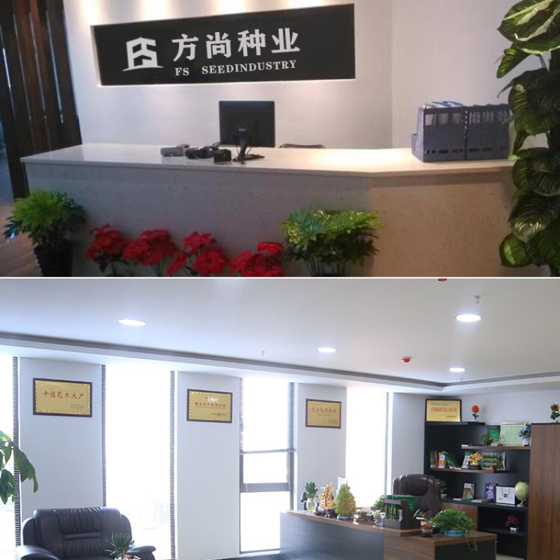 黑心菊种子花卉种子花海春秋播种四季开花不断