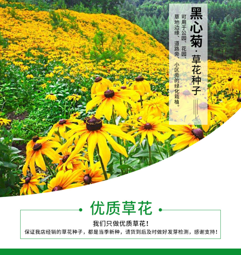黑心菊种子花卉种子花海春秋播种四季开花不断