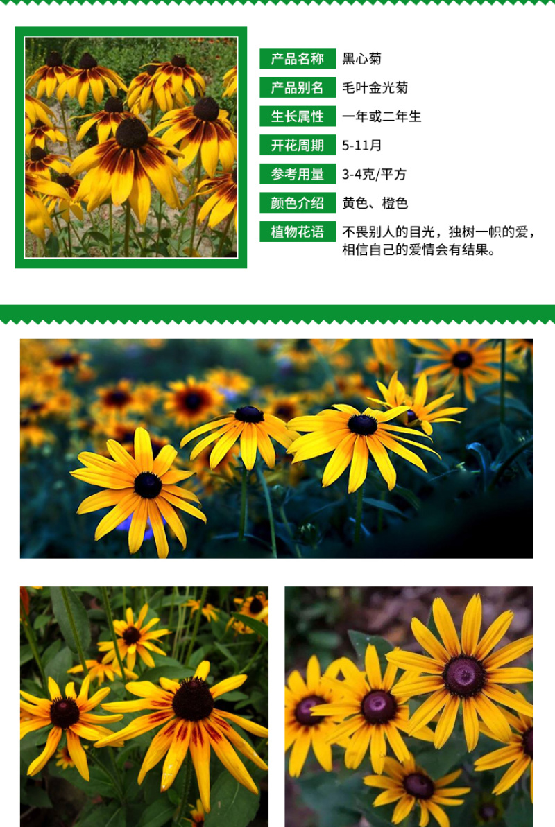 黑心菊种子花卉种子花海春秋播种四季开花不断