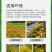 黑心菊种子花卉种子花海春秋播种四季开花不断