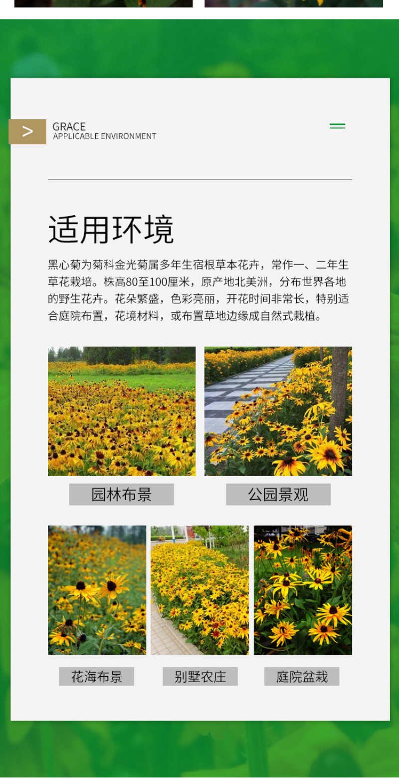 黑心菊种子花卉种子花海春秋播种四季开花不断