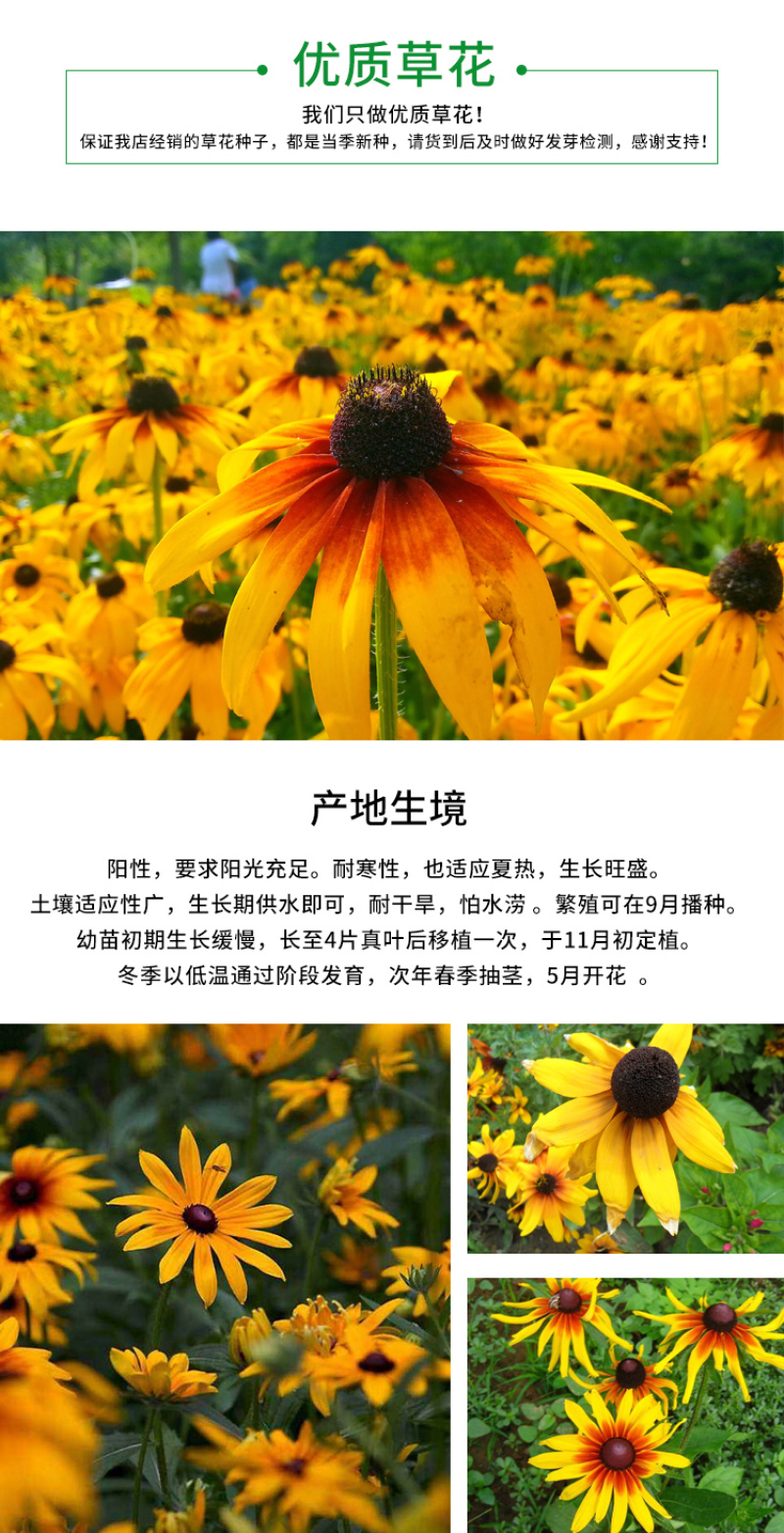 黑心菊种子花卉种子花海春秋播种四季开花不断