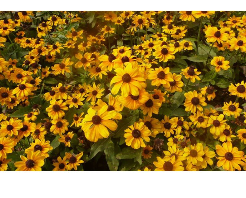 黑心菊种子花卉种子花海春秋播种四季开花不断