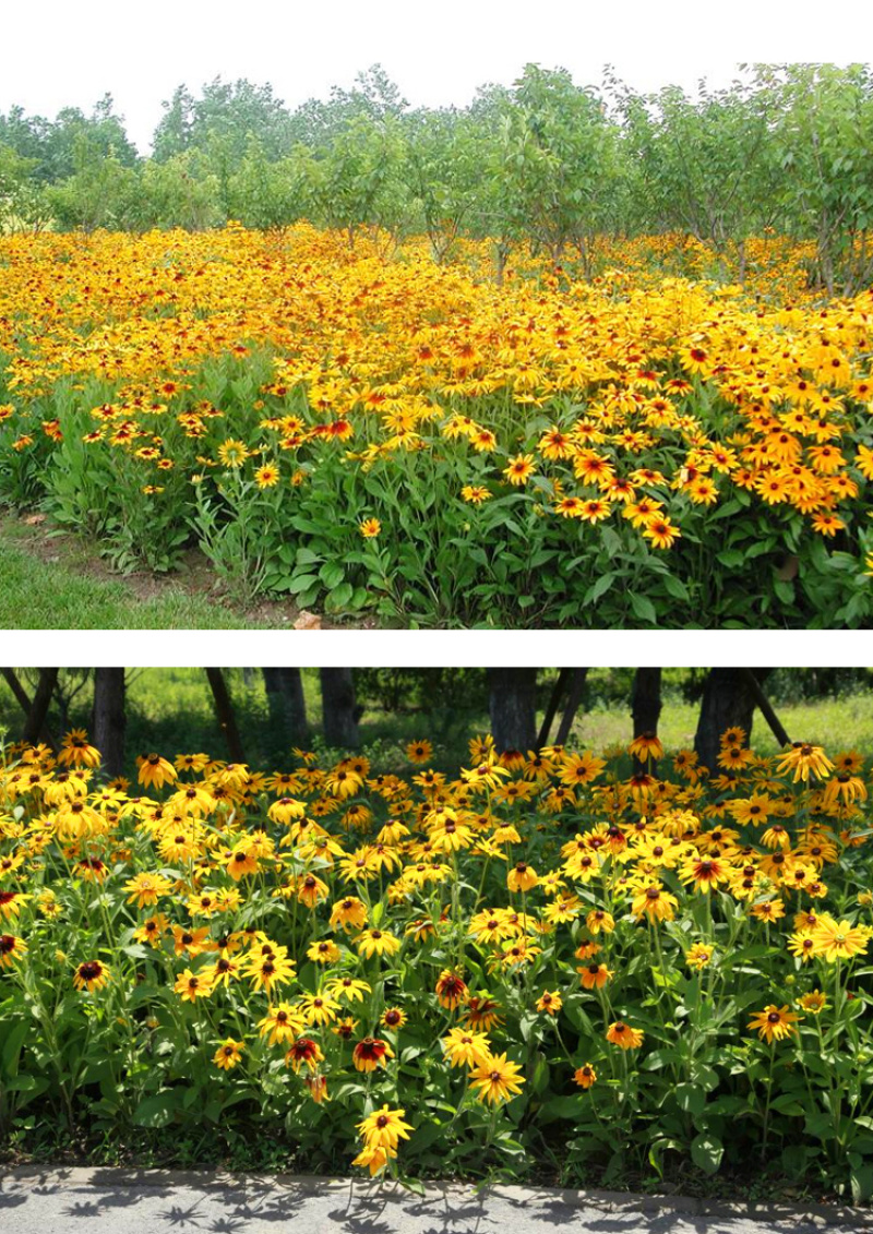 黑心菊种子花卉种子花海春秋播种四季开花不断