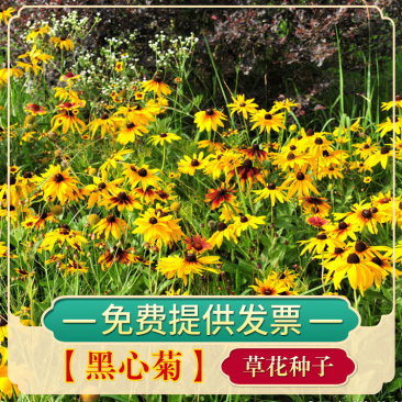 黑心菊种子花卉种子花海春秋播种四季开花不断