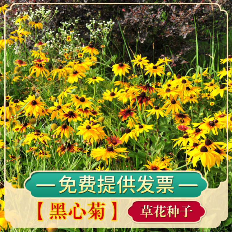 黑心菊种子花卉种子花海春秋播种四季开花不断