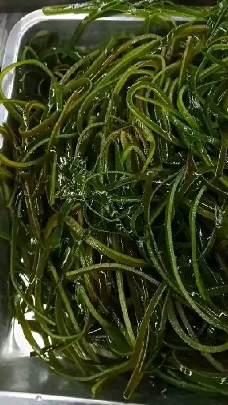正宗山东荣成海带丝边丝袋装每袋30斤顺风车物流发贷