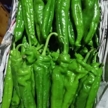 辣椒，，万亩辣椒基地产地直供，301辣椒一手货源