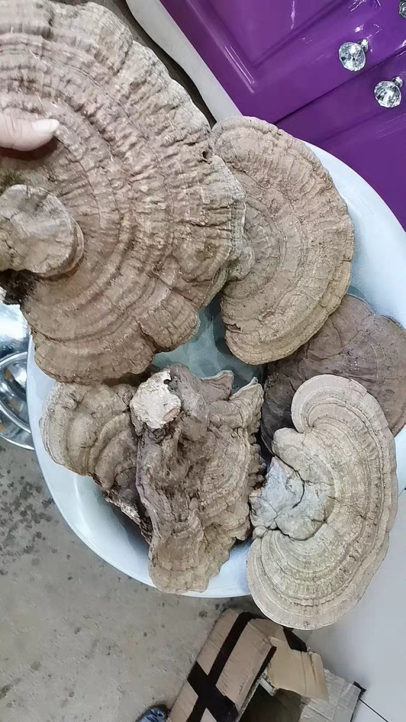 树舌野生赤色老母菌白斑腐菌皂角菌111111