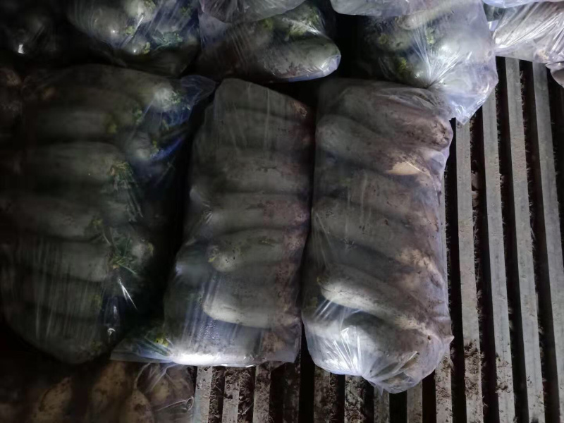 山东青萝卜万亩大棚大量现货供应需要联系电商批发零售都有