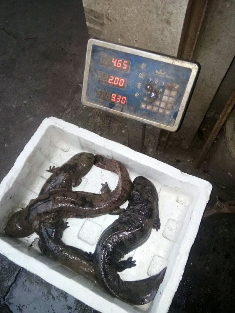 大量供应雅鱼