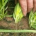 大量韭菜上市头刀二刀