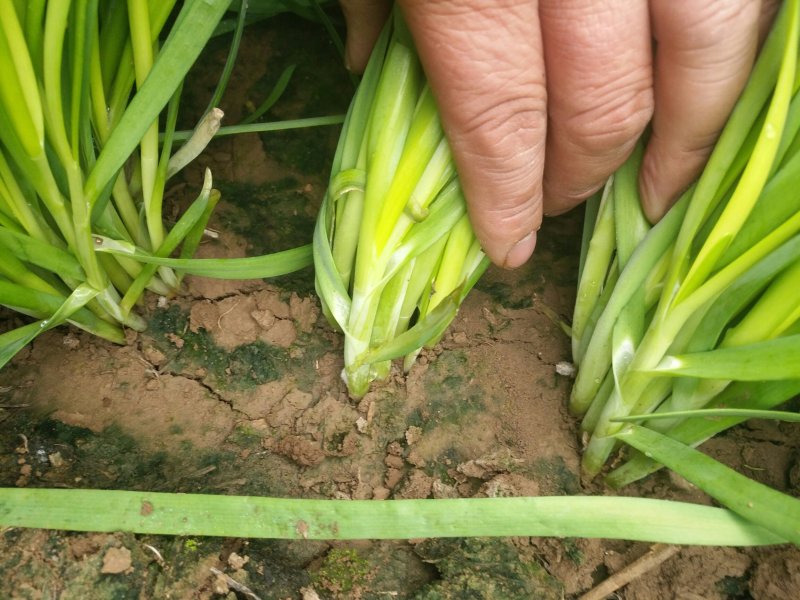 大量韭菜上市头刀二刀