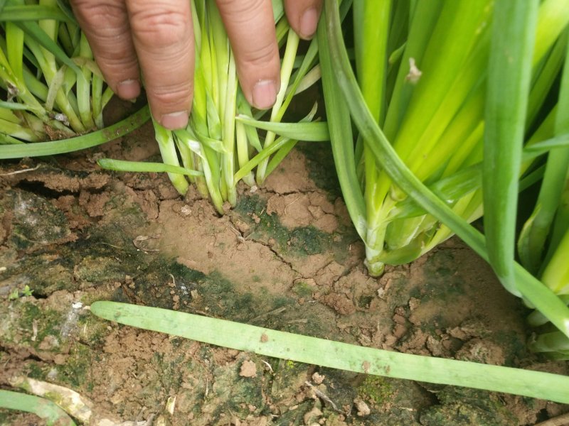 大量韭菜上市头刀二刀