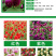 千日红种子千日粉千日紫种子花卉种子四季开花