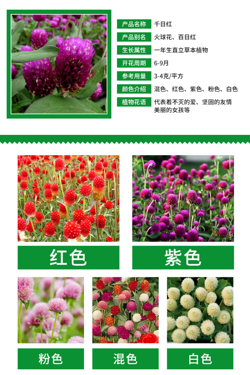 千日红种子千日粉千日紫种子花卉种子四季开花