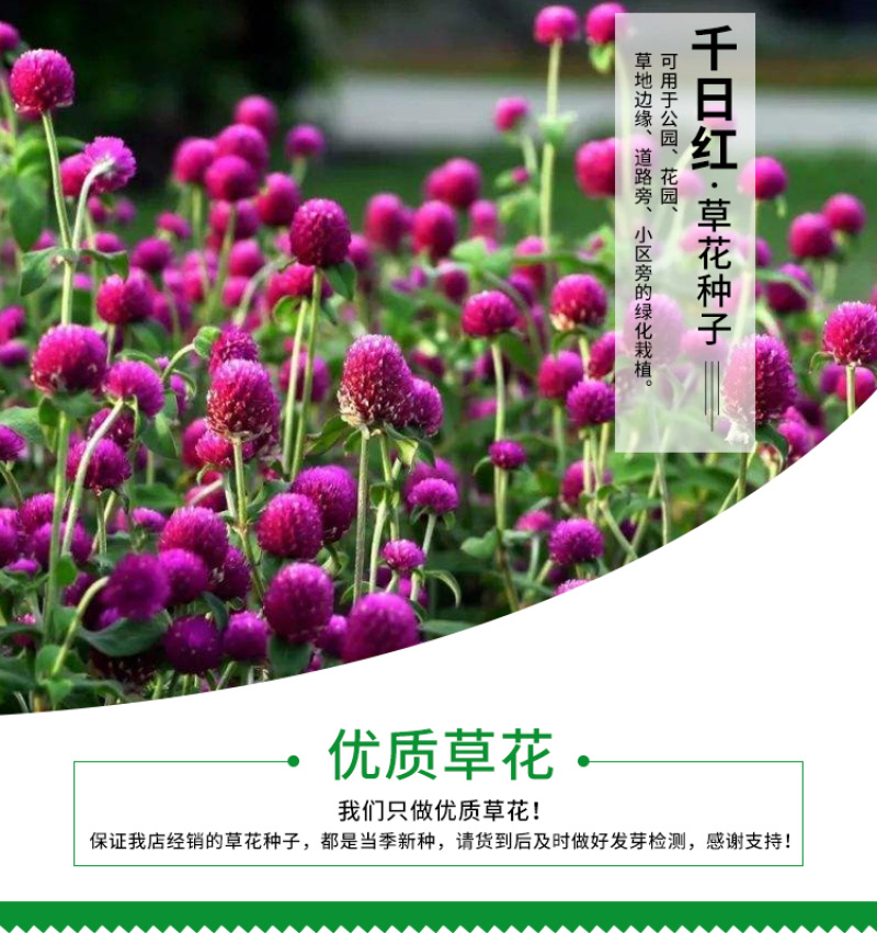 千日红种子千日粉千日紫种子花卉种子四季开花